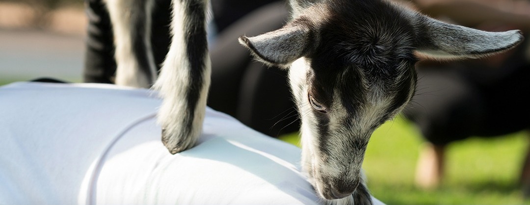 Goat Yoga at BSP with The Little Yogi